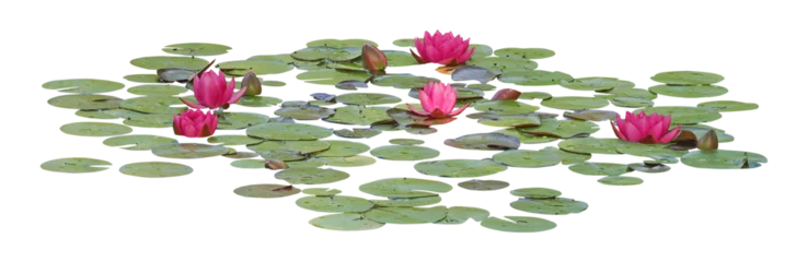 Zelfklevend Fotobehang Water lily or Lotus flower, PNG, isolated on transparent background © Robin