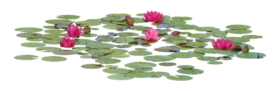 Water lily or Lotus flower, PNG, isolated on transparent background