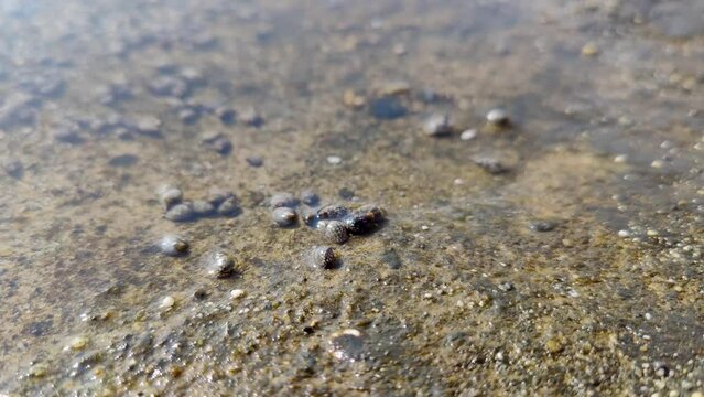 small sea creatures and shells that move, sea water texture background, conch conch