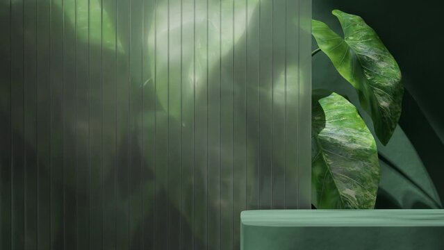 frosted glass wall and alocasia plant in 3d render footage of empty space green rectangle table podium seamless shadow animation looping