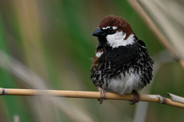 Spanish Sparrow // Weidensperling (Passer hispaniolensis) - Evros Delta, Greece