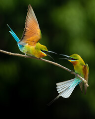 TERRITORIAL FIGHT IN BETWEEN TWO MALE BLUE TAILED BEE- EATERS