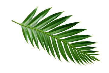 Naklejka na ściany i meble Green leaves of Nipa palm