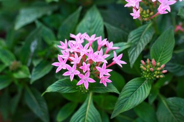 Obraz premium Egyptian star cluster (Pentas lanceolata) flowers. Lubiaceae evergreen tropical plants. pink flowers