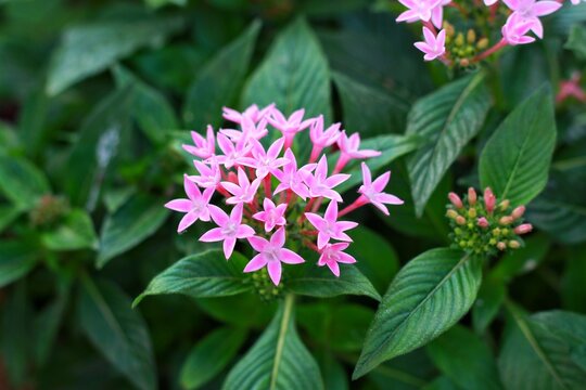 Egyptian star cluster (Pentas lanceolata) flowers. Lubiaceae evergreen tropical plants. pink flowers