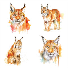 Fototapeta na wymiar Lynx watercolor paint ilustration collection