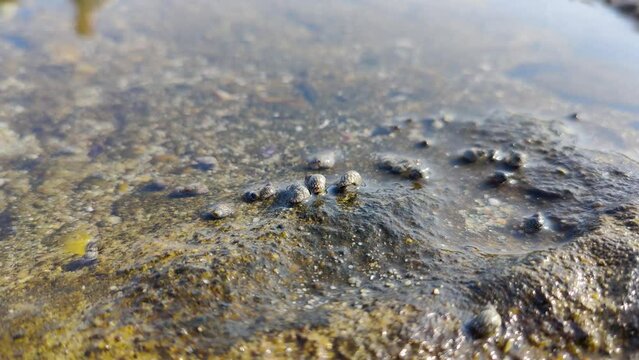 small sea creatures and shells that move, sea water texture background, conch conch
