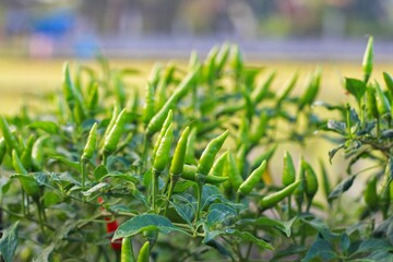 Green Bird's eye chili ,Thai Chili pepper ,bird chili plant