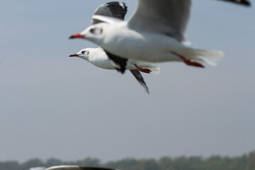 A seagull flew in the sky near another seagull.Flying seagulls.