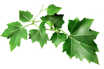 Grape leaves with tendrils, Grape leaves