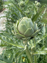 Obraz premium Tête d'artichaut en gros plan