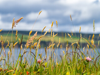 grass and sky