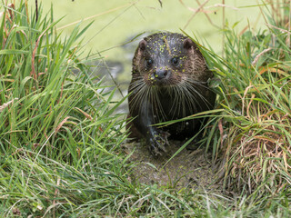 Otter Coming Out of a Lake Covered in Duckweed