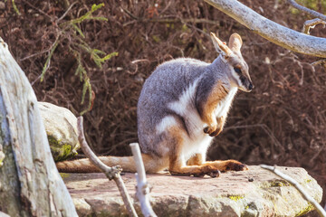 Australian Rock Wallaby