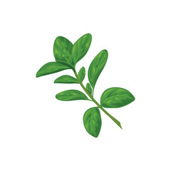Fototapeta na wymiar Marjoram. A green ripe sprig of marjoram. Spicy herbs. Medicinal plant. Vector illustration isolated on a white background