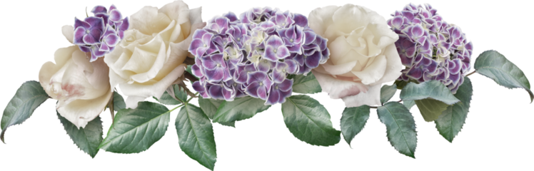 White roses and purple hydrahgea isolated on a transparent background. Png file.  Line floral arrangement, bouquet of garden flowers. Can be used for invitations, greeting, wedding card.