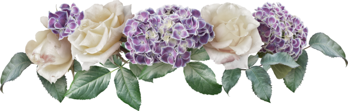 White roses and purple hydrahgea isolated on a transparent background. Png file.  Line floral arrangement, bouquet of garden flowers. Can be used for invitations, greeting, wedding card.