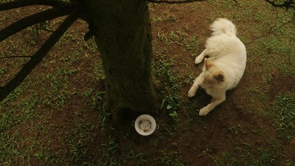 White dog sitting on the ground under the tree, top view