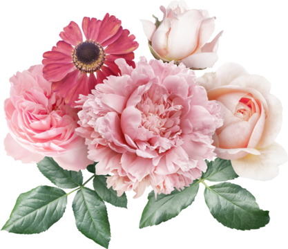 Roses and peony isolated on a transparent background. Png file.  Floral arrangement, bouquet of garden flowers. Can be used for invitations, greeting, wedding card.