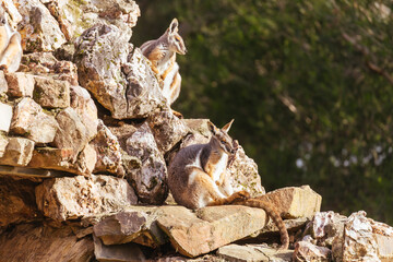 Australian Rock Wallaby