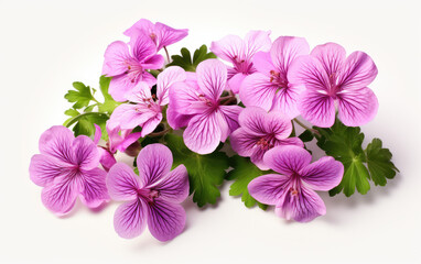 pink flowers isolated on white AI Generative