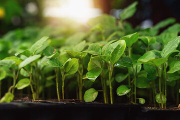 Farmer's seedlings planted in planting trays
