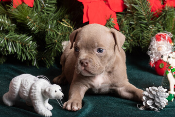 Little cute American Bully puppy lying next to a Christmas tree decorated with toys, snowflakes, cones and a Teddy bear. Christmas and New Year for pets. Holiday for pets. Waiting for a miracle