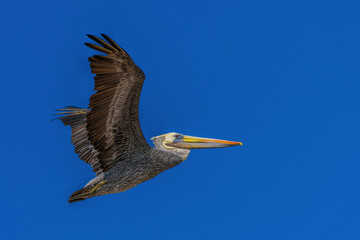 A Peruvian pelican flying in the blue sky