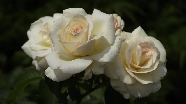 Two opened buds of a large white rose sway in the wind. Close-up. Panorama. Slow motion. Blurred background. High quality 4k footage