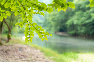 Obraz premium 新緑の清流