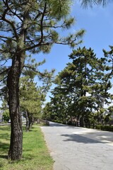 昔から続く松並木のある旅情あふれる風景