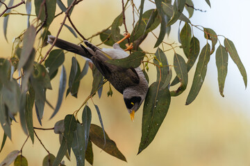 Australian Noisy Minor Bird in Victoria Australia