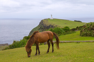 日本在来種8種のうちの1種 与那国馬