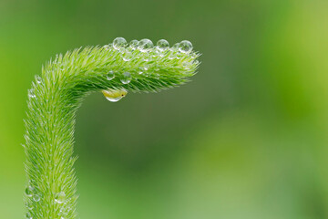 Green grass seeds with rain drops and an immature spittlebug on the underside of the grass.