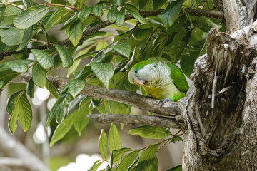 Monk parakeet side portrait looking to the camera standing on a tree branch from puerto rico.