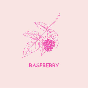 Raspberry, berry , logo,berries , raspberry branch , doodle ,line art, sketch, drawing, illustration, raspberries and leaves,  package logo