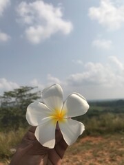 Fototapeta na wymiar white flower on the air