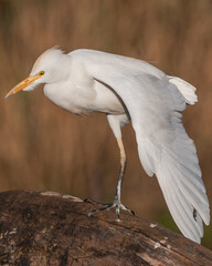 White cattle egret on a tree stump