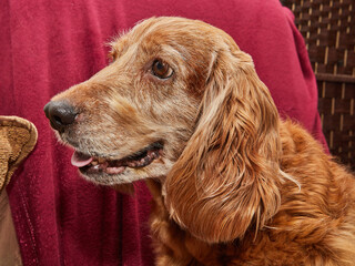 Classic canine relaxation portrait of an English Cocker Spaniel on a vintage armchair