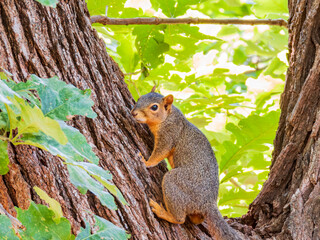 Close up shot of cute squirrel in Martin Park Nature Center
