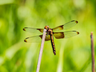 Close up shot of Dragonfly on ground