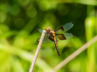 Close up shot of Dragonfly on ground