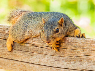 Close up shot of cute squirrel in Martin Park Nature Center