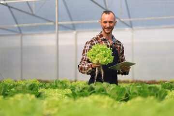 Farmer checking plant health in greenhouse system and harvesting. Farmer inspect farm products quality and fresh vegetables in greenhouse hydroponics farm with happy for food supply chain.