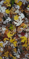 colorful autumn leaves lie scattered on the ground, blown by the wind, on a beautiful autumn day
