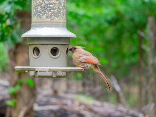 Close up shot of Northern cardinal on a bird feeder