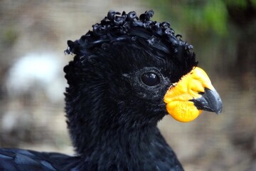 The red-billed curassow or red-knobbed curassow (Crax blumenbachii) is an endangered species of cracid that is endemic to lowland Atlantic Forest. 