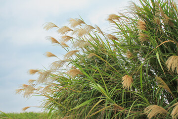 Naklejka premium 青空に映えるススキ