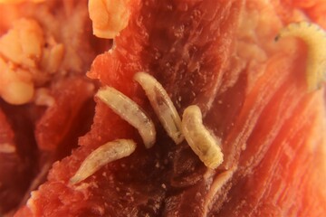 Larvae of flies on meat. Housefly (Musca domestica) maggots. maggot, larva. Life cycle of flies and...