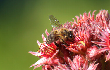 Biene auf roter Kakteenblüte